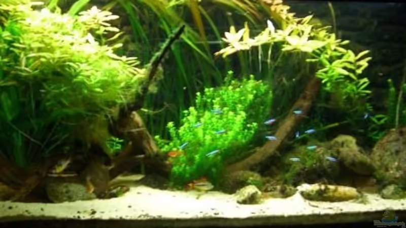 Aquarium Hauptansicht von Becken 5092 von Johannes (1)