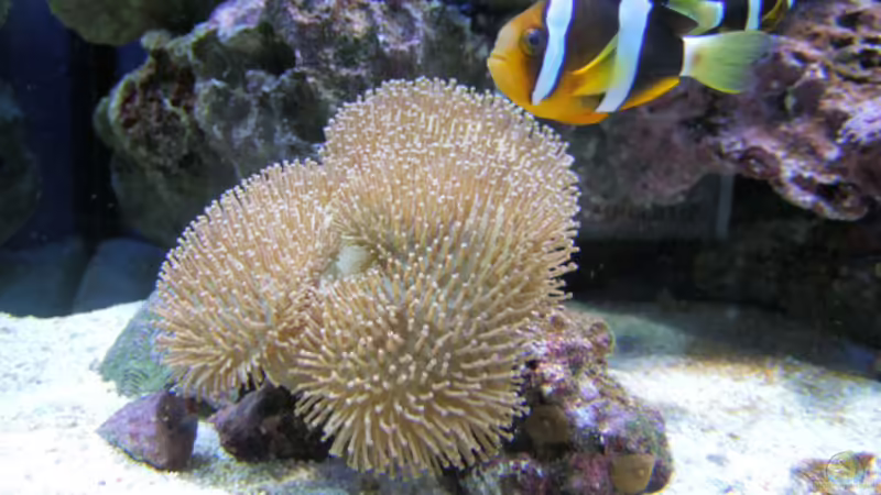 Aquarium Hauptansicht von Becken 5109