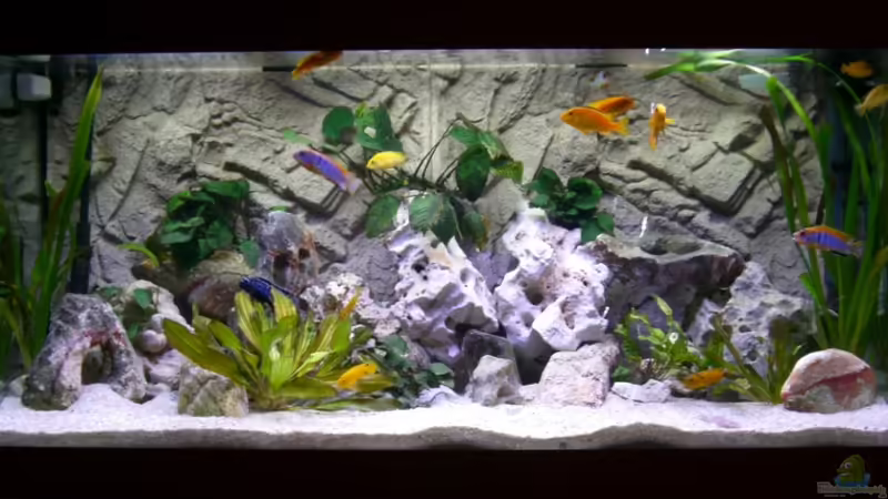 Aquarium Hauptansicht von Becken 5110 von maggo 28 (1)