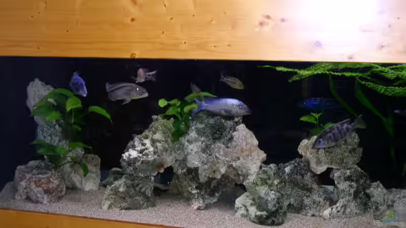 Aquarium Hauptansicht von Becken 512 von Fred Wieber (1)