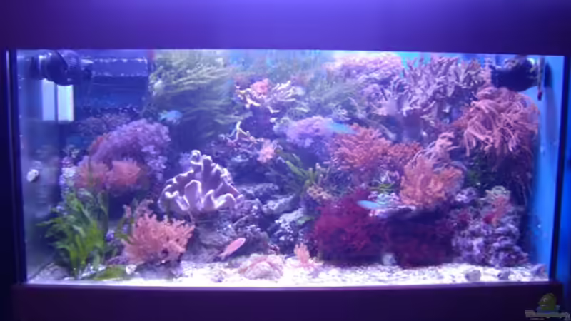 Aquarium Hauptansicht von Becken 5130 von Andre Kian (1)