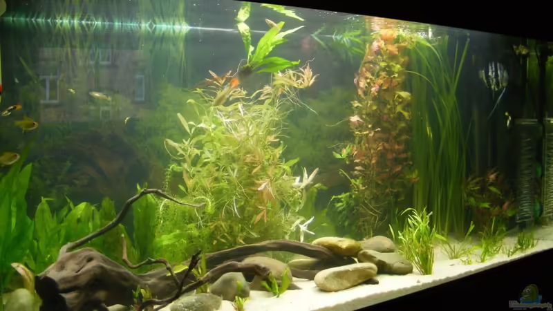 Aquarium Hauptansicht von Becken 5133