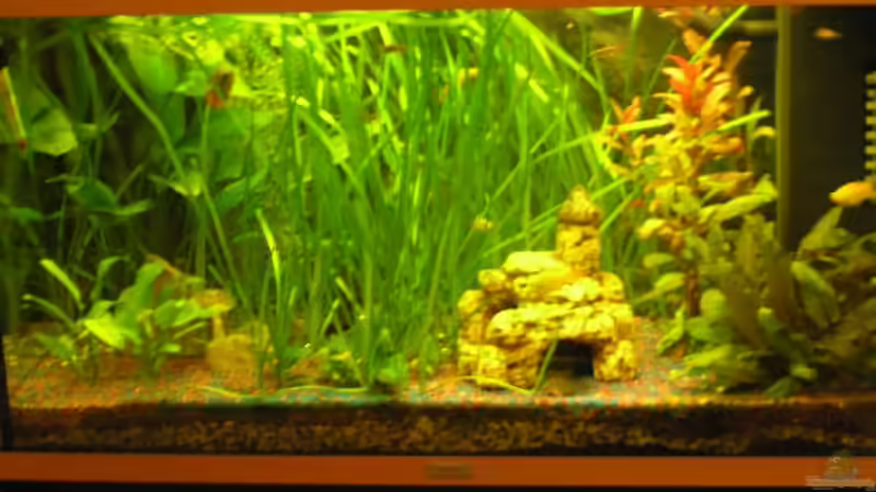 Aquarium Hauptansicht von Becken 5143 von Martin Netek (1)