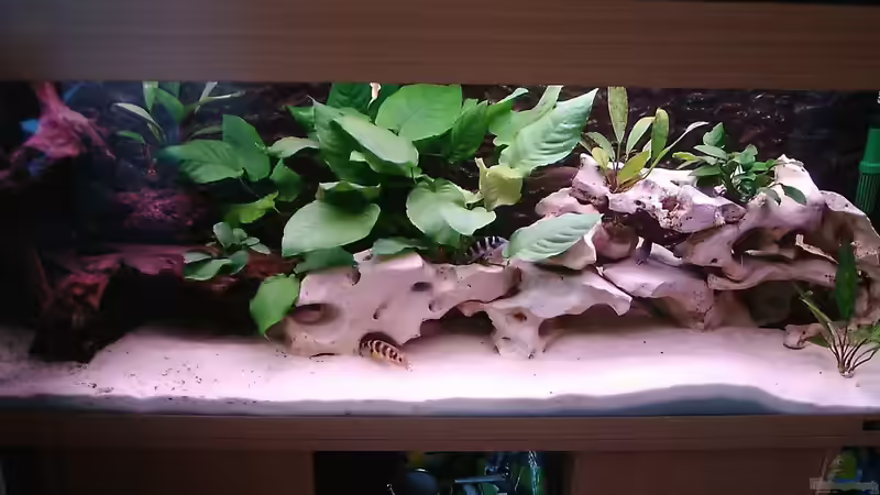 Aquarium Hauptansicht von Becken 515