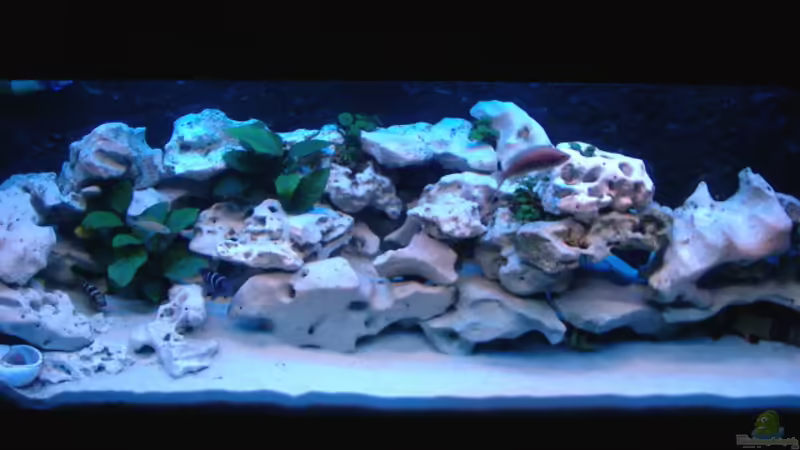 Aquarium Hauptansicht von Becken 516