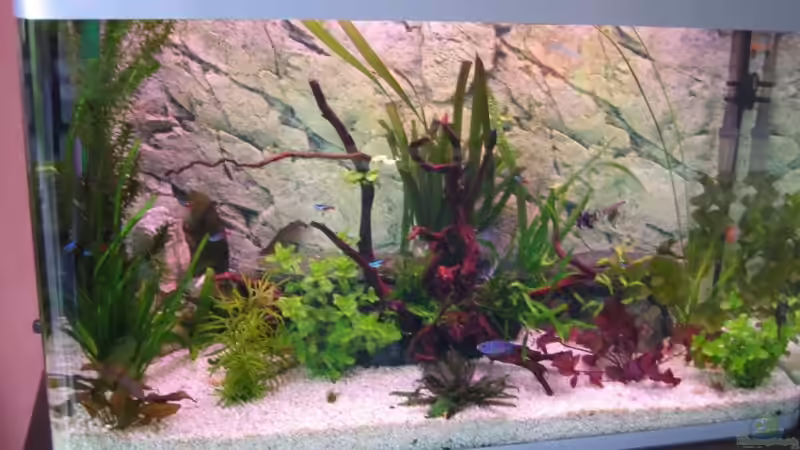 Aquarium Hauptansicht von Becken 5173 von Maik Gisselmann (1)