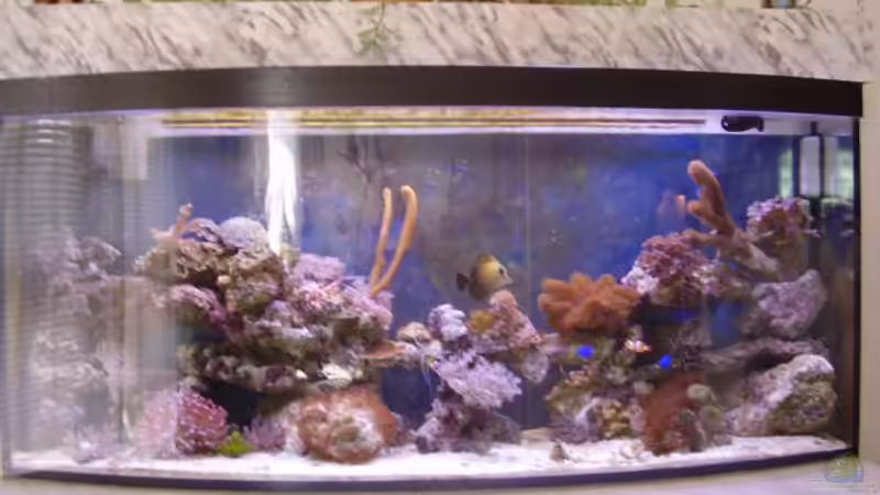 Aquarium Hauptansicht von Becken 5176 von Ronny Schneider (1)