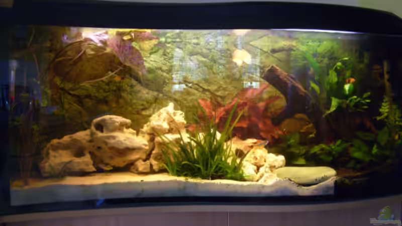 Aquarium Hauptansicht von Becken 5182