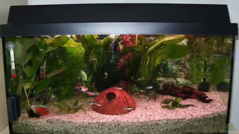 Aquarium Hauptansicht von Becken 5192 von Ralf Suffrian (1)