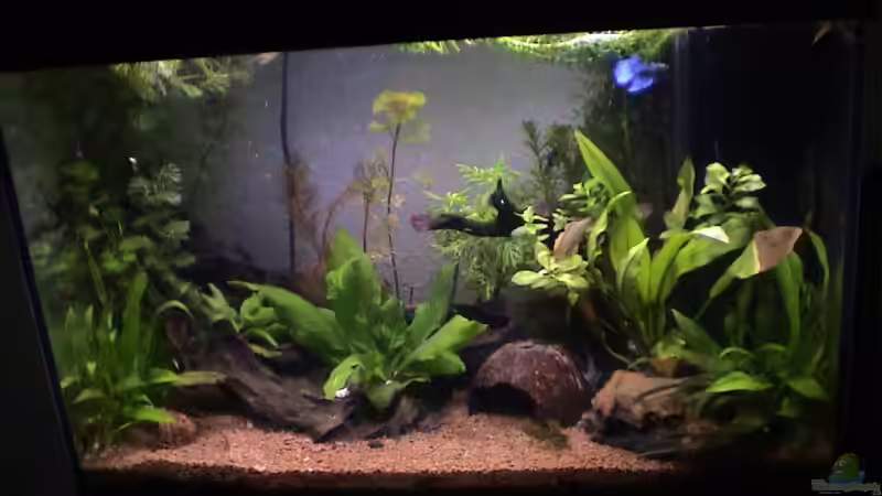 Aquarium Hauptansicht von Becken 5212 von Max Mathieu (1)