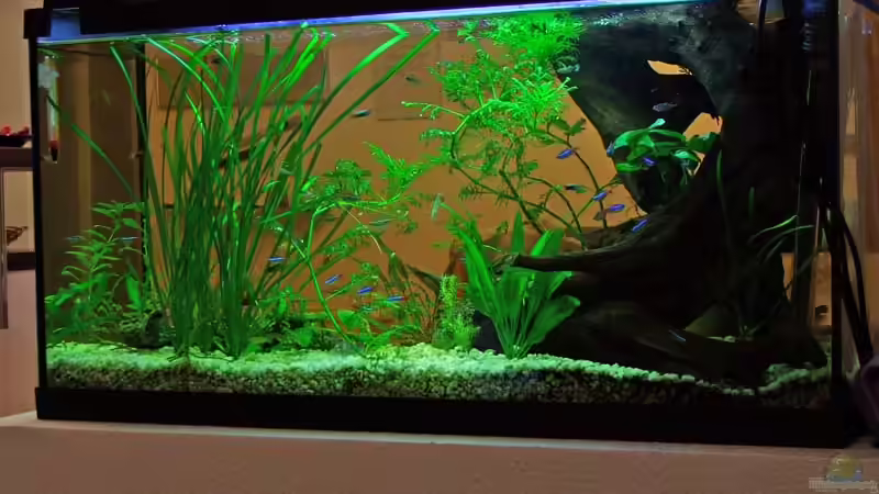 Aquarium Hauptansicht von Becken 5234