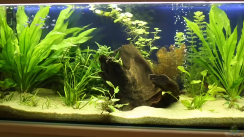 Aquarium Hauptansicht von Becken 5286