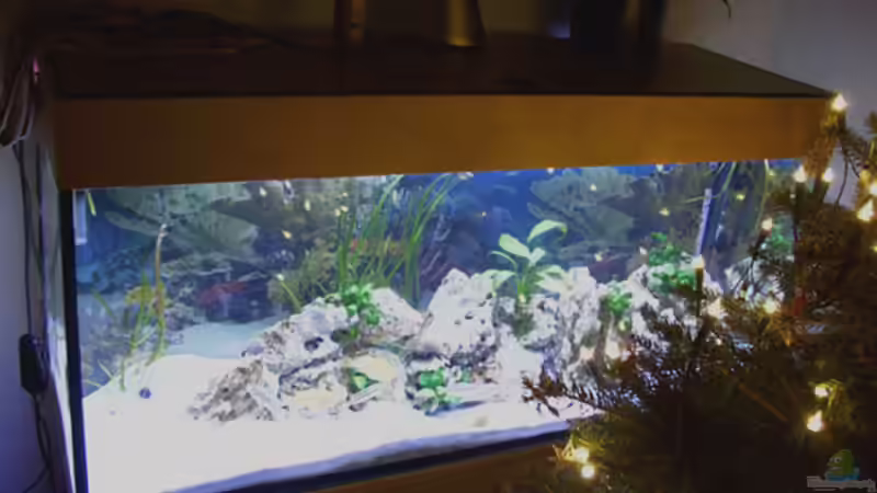 Aquarium Hauptansicht von Becken 53