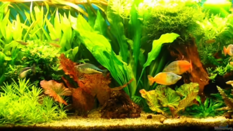 Aquarium Hauptansicht von Becken 5310 von Jürgen Bolz (1)