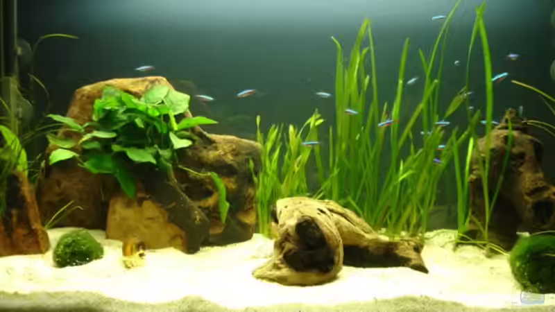 Aquarium Hauptansicht von Becken 5318 von Katrin Günther (1)