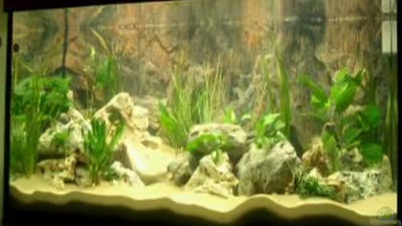 Aquarium Hauptansicht von Becken 532 von Frank Blessing (1)