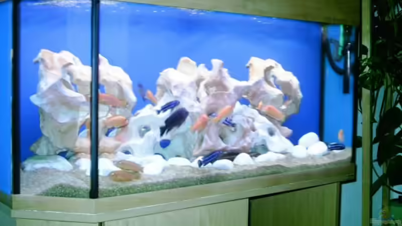 Aquarium Hauptansicht von Becken 534 von Bernd Ramsdorf (1) (4)