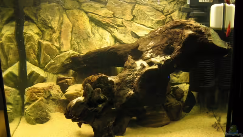 Aquarium Hauptansicht von Becken 5357 von Lazy (1)