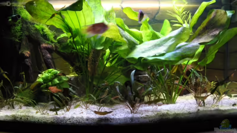 Aquarium Hauptansicht von Becken 5389 von Jasi (1)