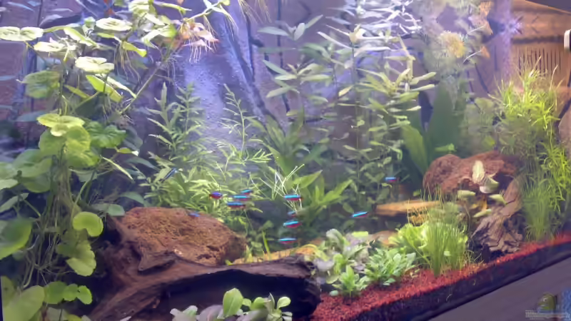 Aquarium Hauptansicht von Becken 5395