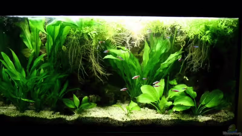 Aquarium Hauptansicht von Becken 5411