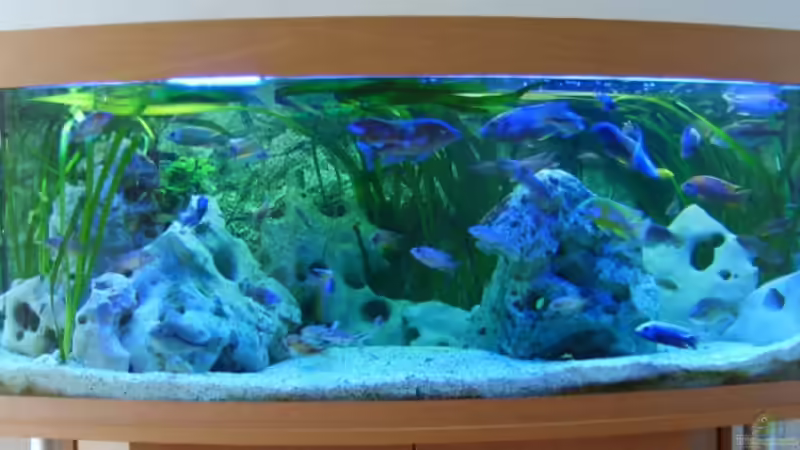 Aquarium Hauptansicht von Becken 5414 von Oliver Ritz (1)