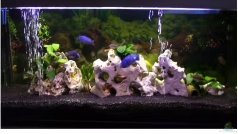 Aquarium Hauptansicht von Becken 5422 von Stefan Moll (1)