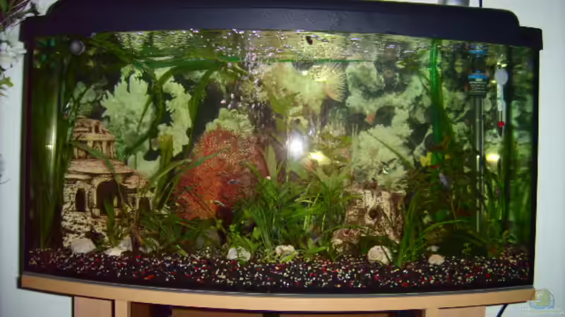 Aquarium Hauptansicht von Becken 5437 von Viola Kozur (1)