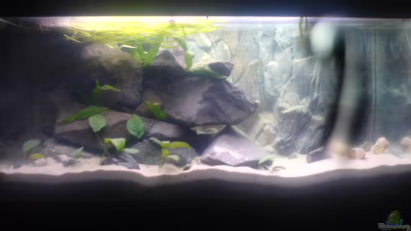 Aquarium Hauptansicht von Becken 5446 von Stefan Scharmacher (1)