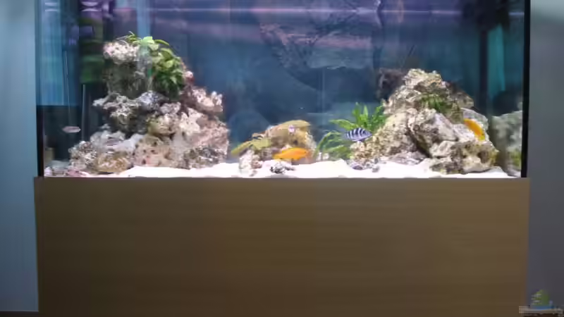 Aquarium Hauptansicht von Becken 547 von Felix Fabian (1)