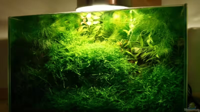 Aquarium Hauptansicht von Becken 5490 von Fabian Huber (1)