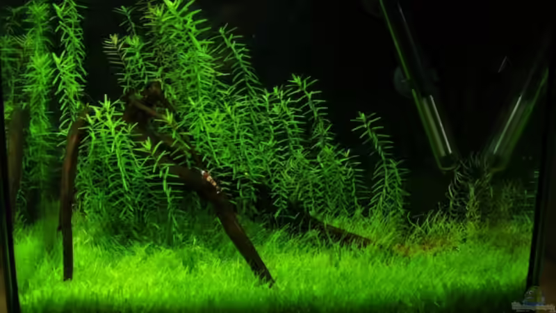 Aquarium Hauptansicht von Becken 5501