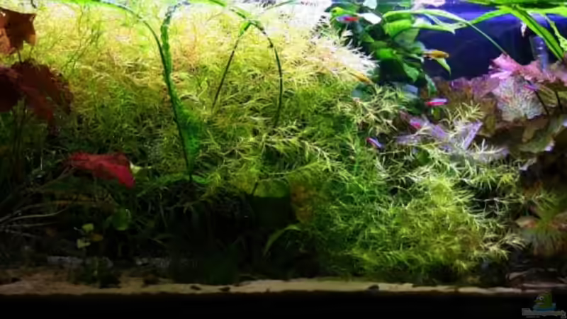 Aquarium Hauptansicht von Becken 5531 von Deichkind83 (1)