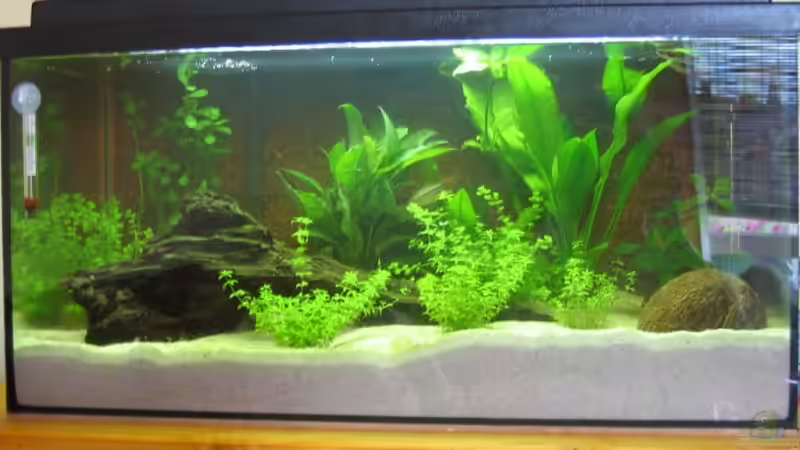 Aquarium Hauptansicht von Becken 5538 von Anja Schäfer (1)