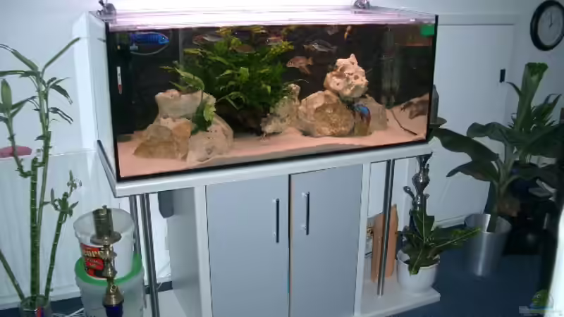 Aquarium Hauptansicht von Becken 555