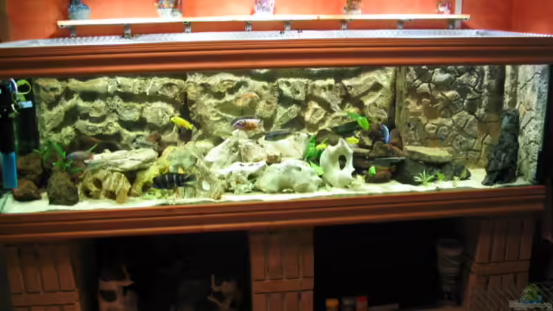 Aquarium Hauptansicht von Becken 559