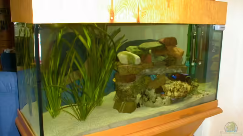 Aquarium Hauptansicht von Becken 56