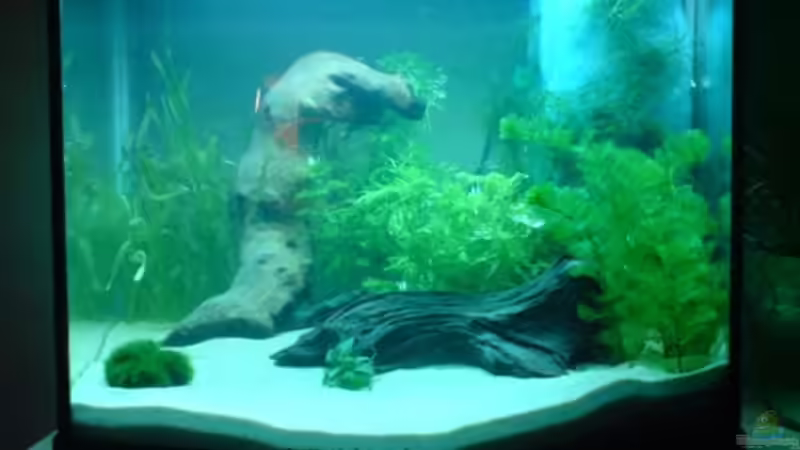 Aquarium Hauptansicht von Becken 5602 von Melanie Stege (1)