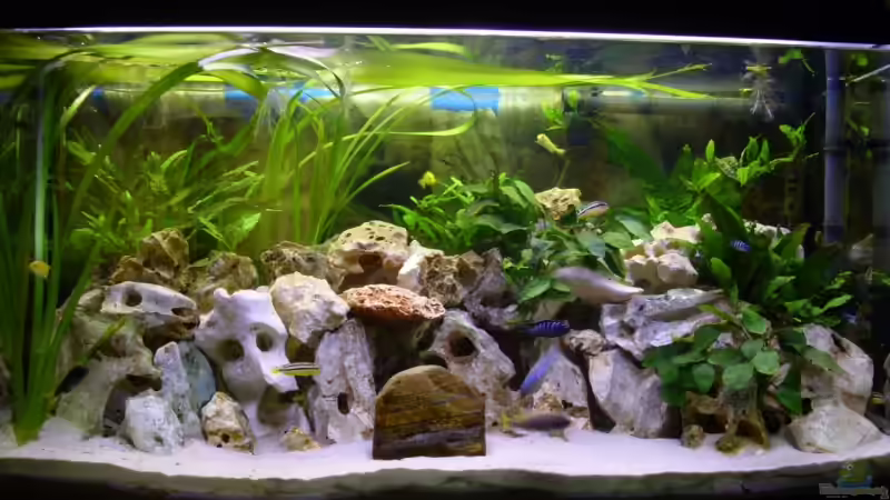 Aquarium Hauptansicht von Becken 5610 Aquarium Hauptansicht von Becken 5610