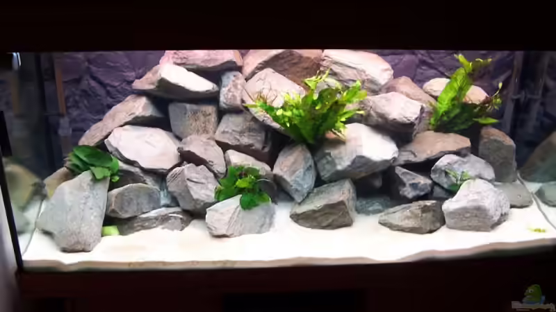 Aquarium Hauptansicht von Becken 5620 Aquarium Hauptansicht von Becken 5620