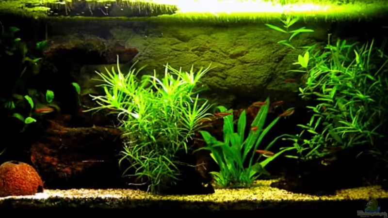 Aquarium Hauptansicht von Becken 5627 von Thomas Gläsel (1)