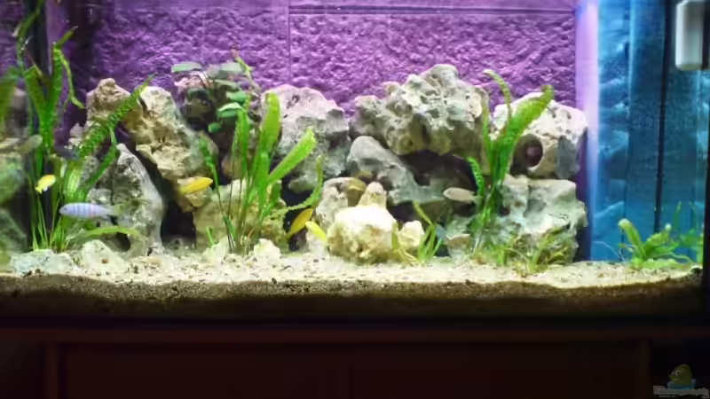 Aquarium Hauptansicht von Becken 5629 von Timo Goesmann (1)