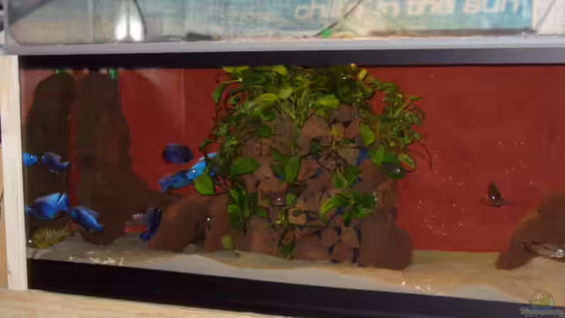 Aquarium Hauptansicht von Becken 563 von Mark Mondl (1)