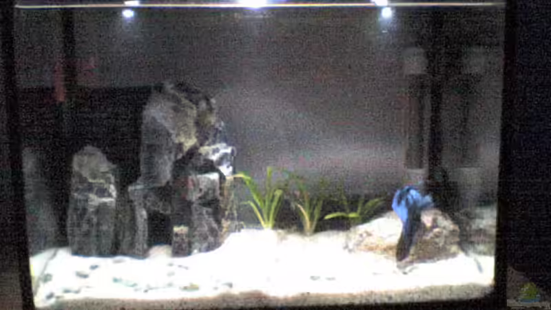 Aquarium Hauptansicht von Becken 5645