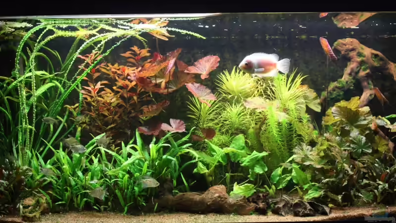 Aquarium Hauptansicht von Becken 5677