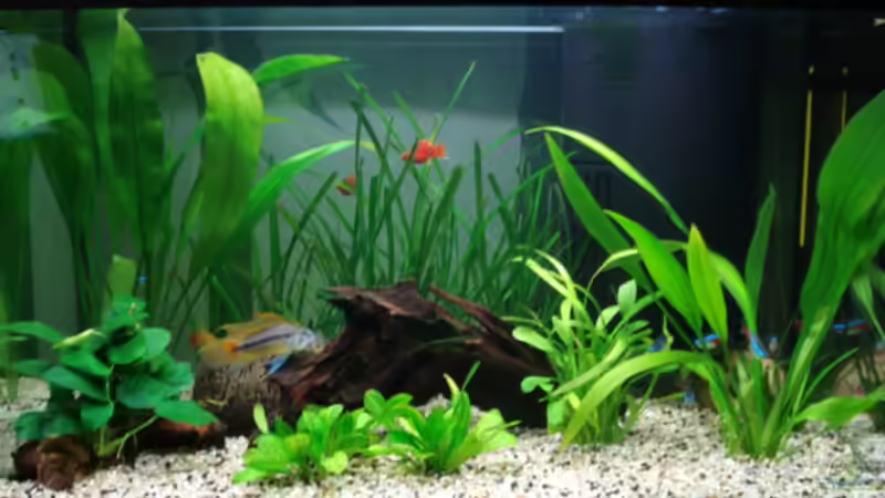 Aquarium Hauptansicht von Becken 5681 von Chris 81 (1)