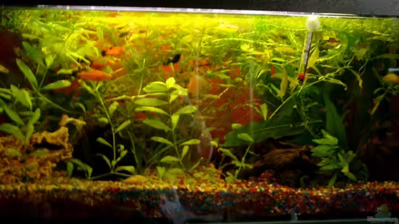 Aquarium Hauptansicht von Becken 5682 von Dominik Läufer