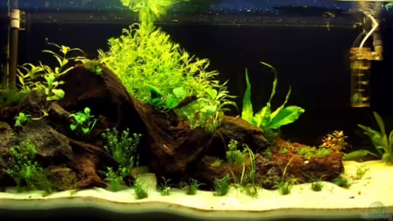 Aquarium Hauptansicht von Becken 5689 von Tobi-G (1)