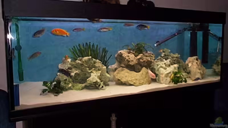 Aquarium Hauptansicht von Becken 57