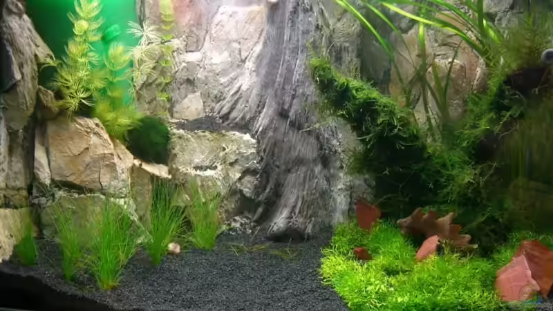 Aquarium Hauptansicht von Becken 5728 von PolenPete (1)